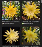 Epiphyllum „Kiwi Sunshine“ Blattkaktus Epicactus
