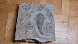 Balteurypterus tetragonophtalmus