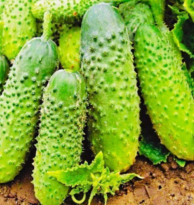 Piante & sementi: 50 SAMEN MINI GURKEN GRAINES SEMI SEEDS – Nuovo e nell'imballaggio originale da Rovio venduto da POSITIFFARTandPLANTS 2