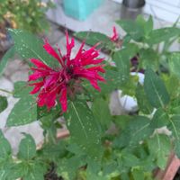GOLDMELISSE (Monarda didyma): «Indianernessel» / Pflanze