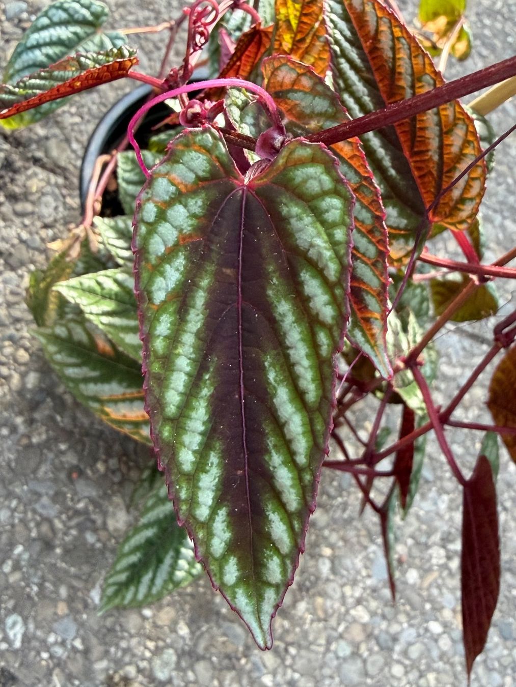 Piante & sementi: Cissus Discolor - Bunte Klimme – Usato da Winterthur venduto da Aniger 2