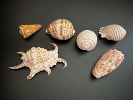 Set aus 5 verschiedenen Muscheln für Dekoration