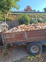 Buche Brennholz 25cm