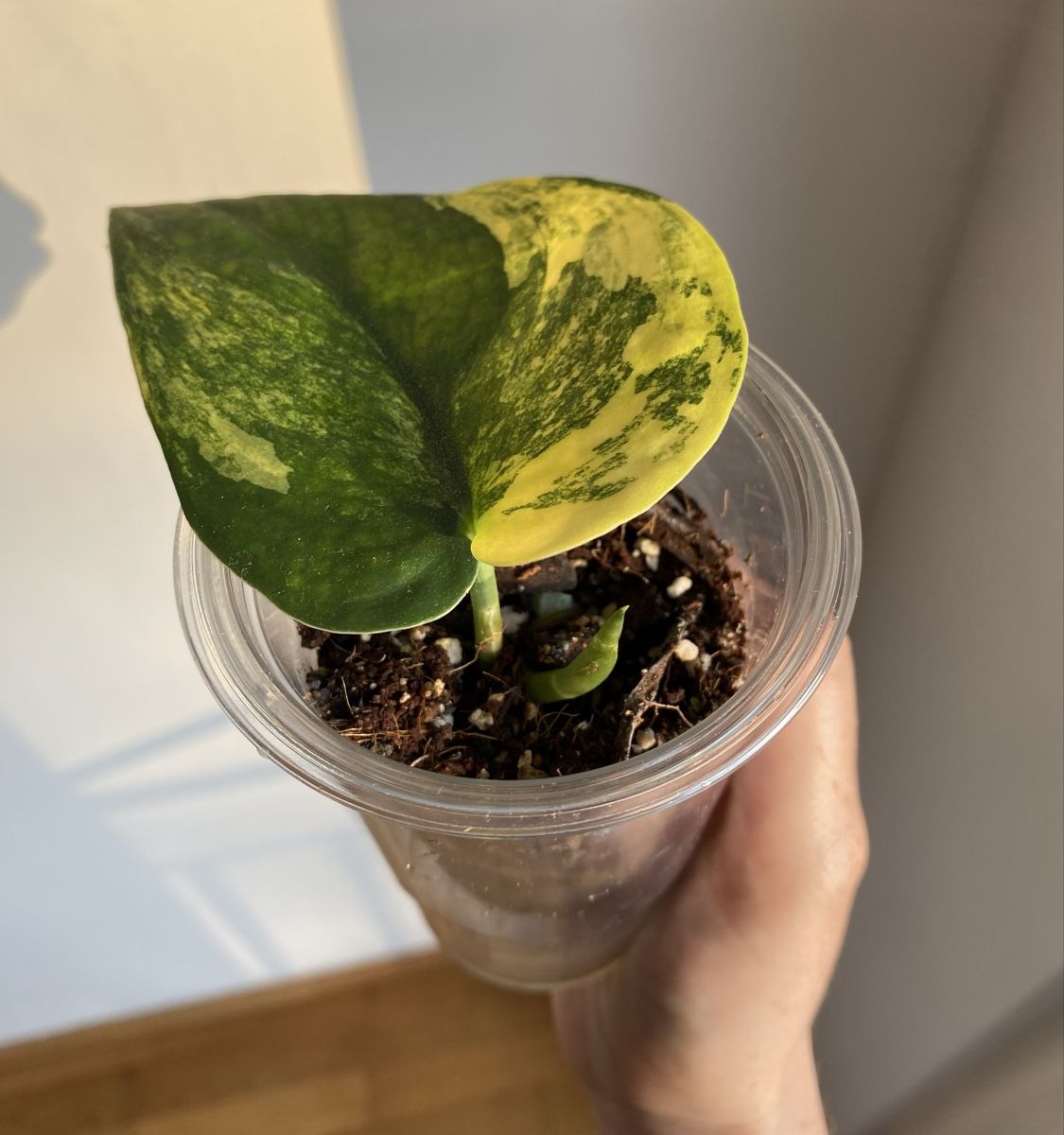 Piante & sementi: Scindapsus Jade Satin Variegata – Usato da Mönchaltorf venduto da greenbeans 1