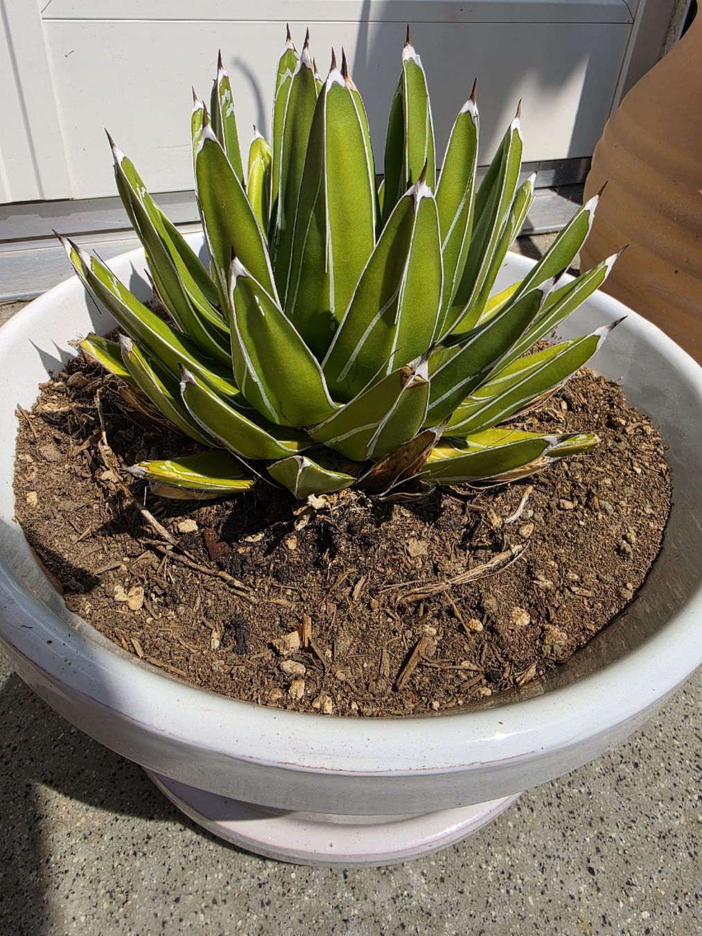 Pflanzen & Samen: Agave – Gebraucht aus Jegenstorf von matrix2012