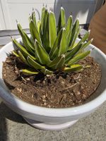 Agave