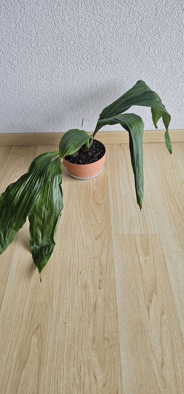 Piante & sementi: Orchidee Lycaste Hybride – Usato da Jona venduto da Smurnaya 2