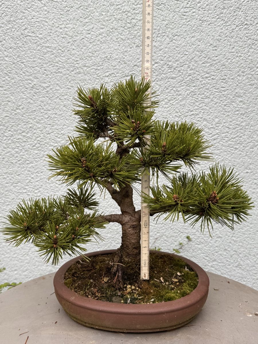 Piante & sementi: Bonsai/Pinus Mugo – Usato da Münchwilen TG venduto da baluzi3 2