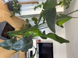 Strelitzia Zimmerpflanze in Topf gebraucht guter Zustand