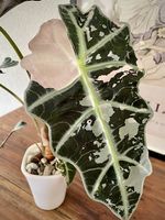 Alocasia Polly Pink Var.
