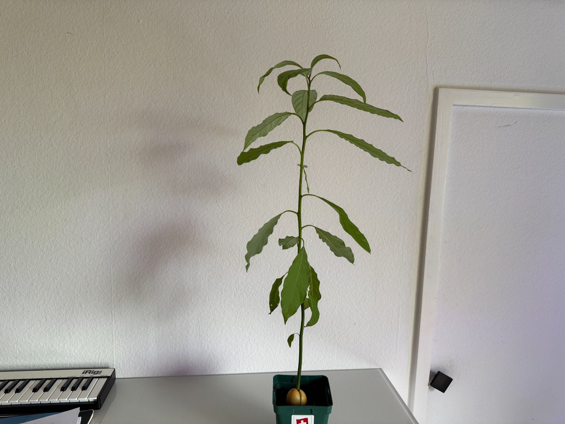 Piante & sementi: Avocado Baum – Usato da Schlieren venduto da Edgar_k