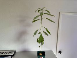 Avocado Baum