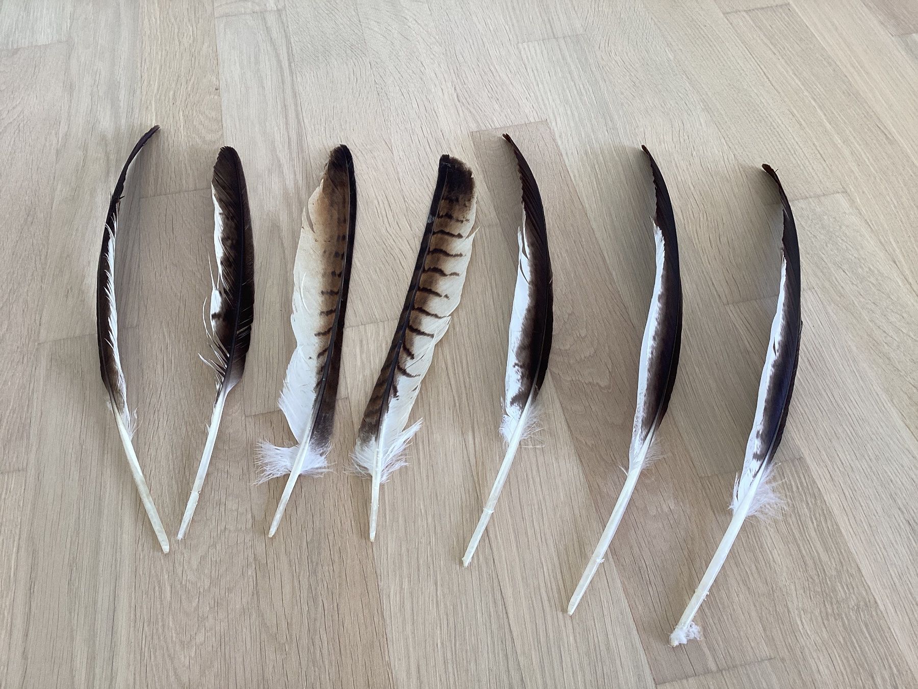 Monde des animaux: Rotmilan Federn gross – D'occasion à Flawil par Barschfreak