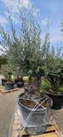 Olivenbaum im Topf, grosser Stamm, mediterrane Pflanze