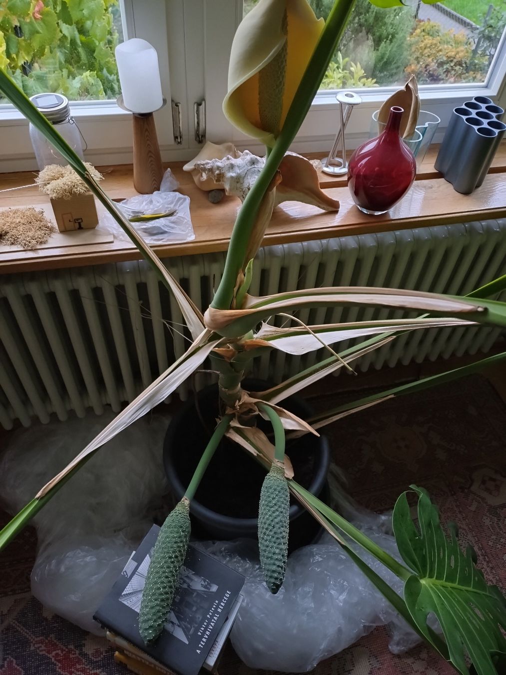 Pflanzen & Samen: Monster Monstera – Gebraucht aus Münchenstein von turteltaub 8