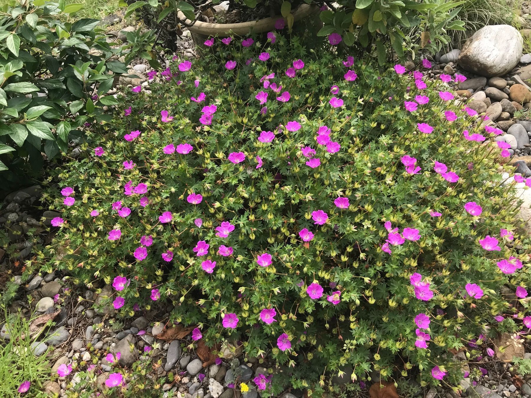 Piante & sementi: GERANIUM BOHEMICUM - STORCHSCHNABEL - PINK - BODENDECKER – Nuovo (secondo la descrizione) da Buchs AG venduto da fischli610 1