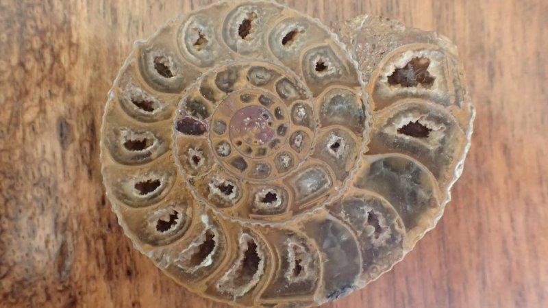 Fossili: Ammonit gesägt und poliert Madagaskar – Usato da Rickenbach BL venduto da Oktober68 7