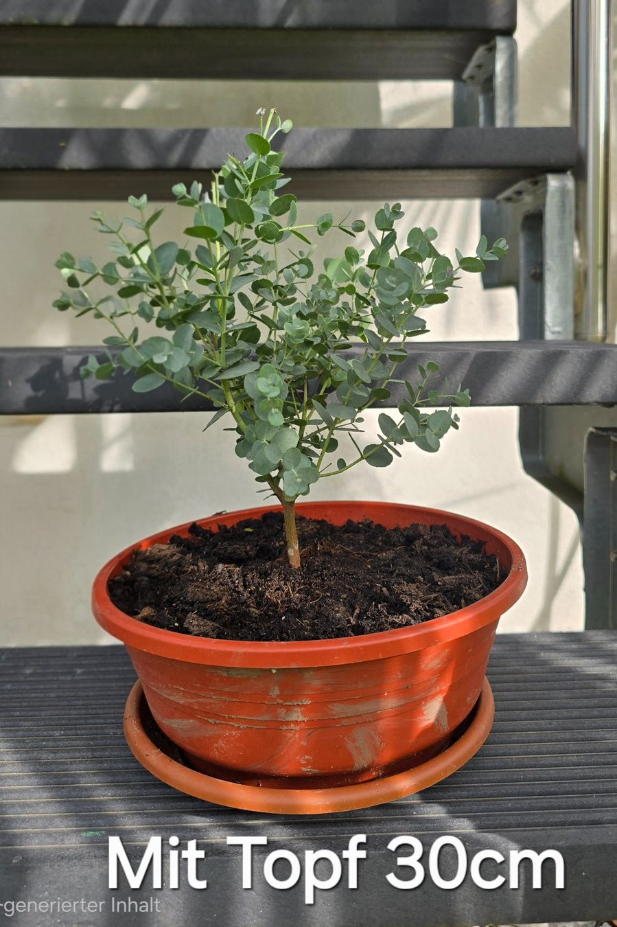 Plantes & graines: Kleine Eukalyptus Pflanze - Tischdeko – D'occasion à Aarburg par popkorn65 1