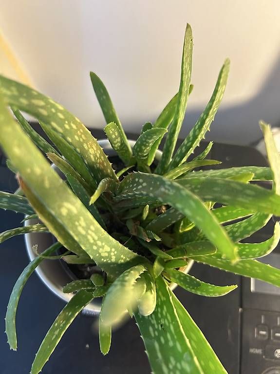 Pflanzen & Samen: Echte Aloe Vera  – Neu und originalverpackt aus Frauenfeld von Irene.Schuppli 2