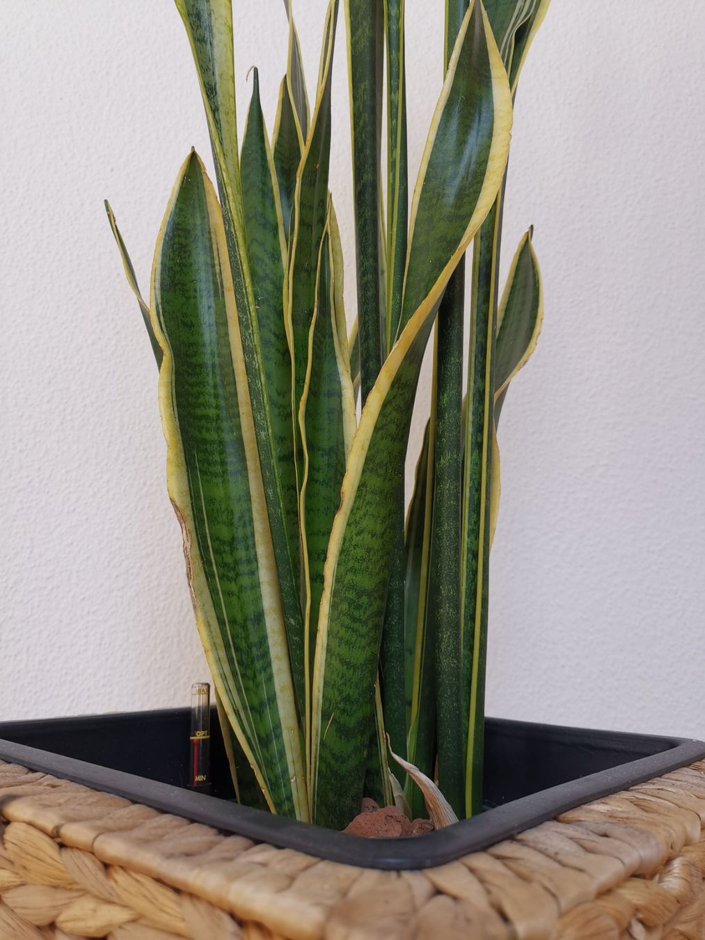 Bogenhanf in Hydrokultur, ca. 104 cm (Gebraucht) in Bettingen fr CHF 40   nur Abholung auf Ricardo kaufen