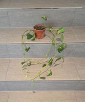 Efeutute Kletterpflanze Zimmer Pflanze