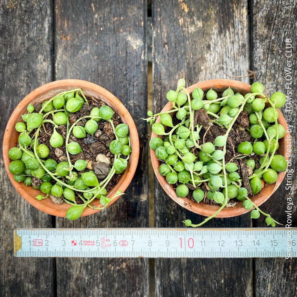 Piante & sementi: Senecio Rowleyanus - Perlenkette für Dich... – Nuovo e nell'imballaggio originale da Adliswil venduto da astom369 1