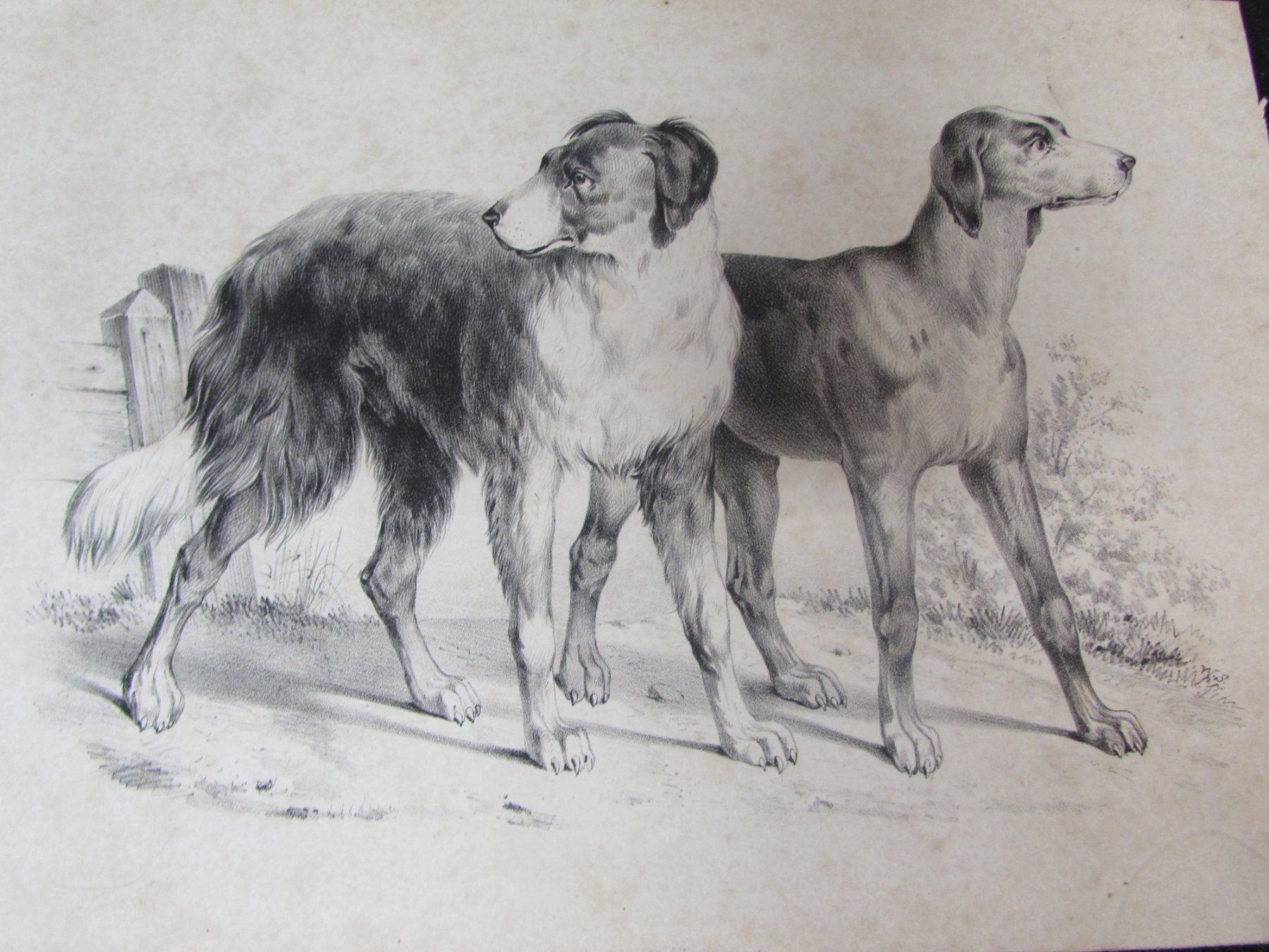 Stiche: 3 antike Hunde, 19.Jh. – Gebraucht aus Walchwil von Shells1 1