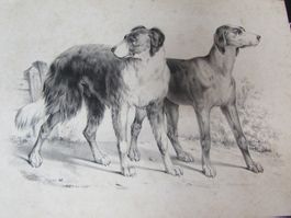 3 antike Hunde, 19.Jh.