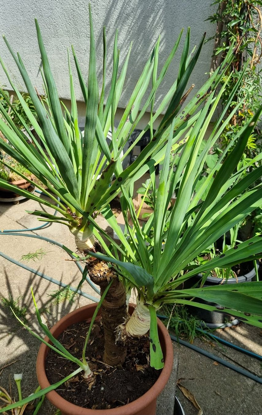 Piante & sementi: YUCCA - Palmlilie, winterhart – Usato da Oberentfelden venduto da Myri13 2