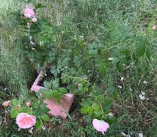 Klettenrosa/Kletterrose mit zartrosa Blüten