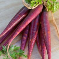 500 Samen Cosmic Purple Karotte Möhre