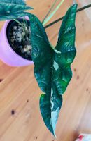 Alocasia Simpo Albovariegata Rhizom