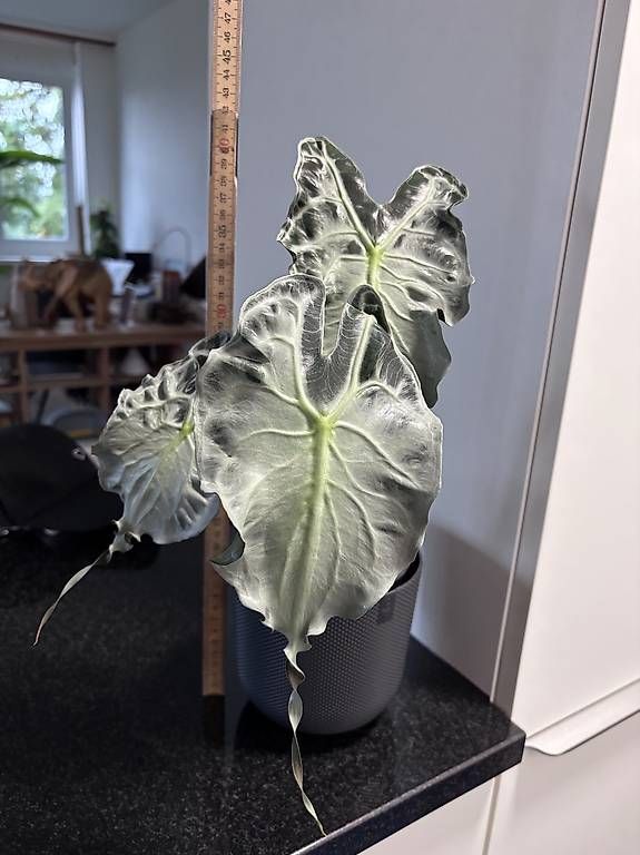 Plantes & graines: Alocasia Venom – D'occasion à Oberbuchsiten par Muskatellerchen 1