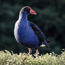 Profile image of Pukeko58