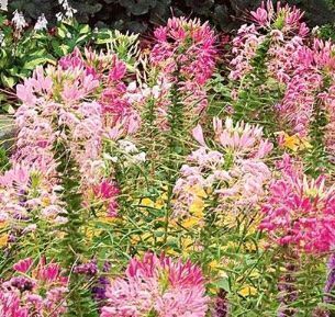 Pflanzen & Samen: 50 Samen Seltene Spinnenblume ROSE QUEEN – Neu und originalverpackt aus Rovio von POSITIFFARTandPLANTS 1
