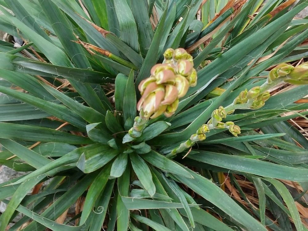 Yucca filamentosa, winterhart, ein Ableger Kaufen auf Ricardo