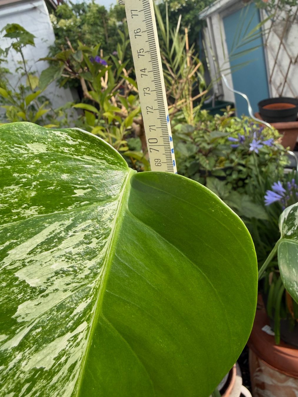 Piante & sementi: Monstera variegata, getopft – Nuovo (secondo la descrizione) da Winterthur venduto da Aniger 4