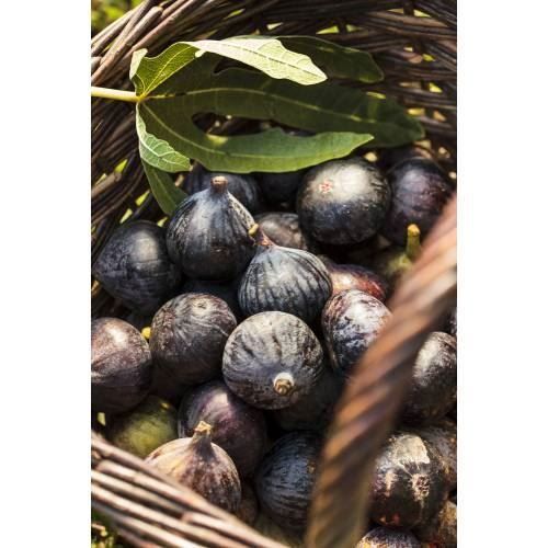 Pflanzen & Samen: Figuier rustique 2x Violette de Sollies – Neu (gemäss Beschreibung) aus Bremblens von FIBONACCI369 1