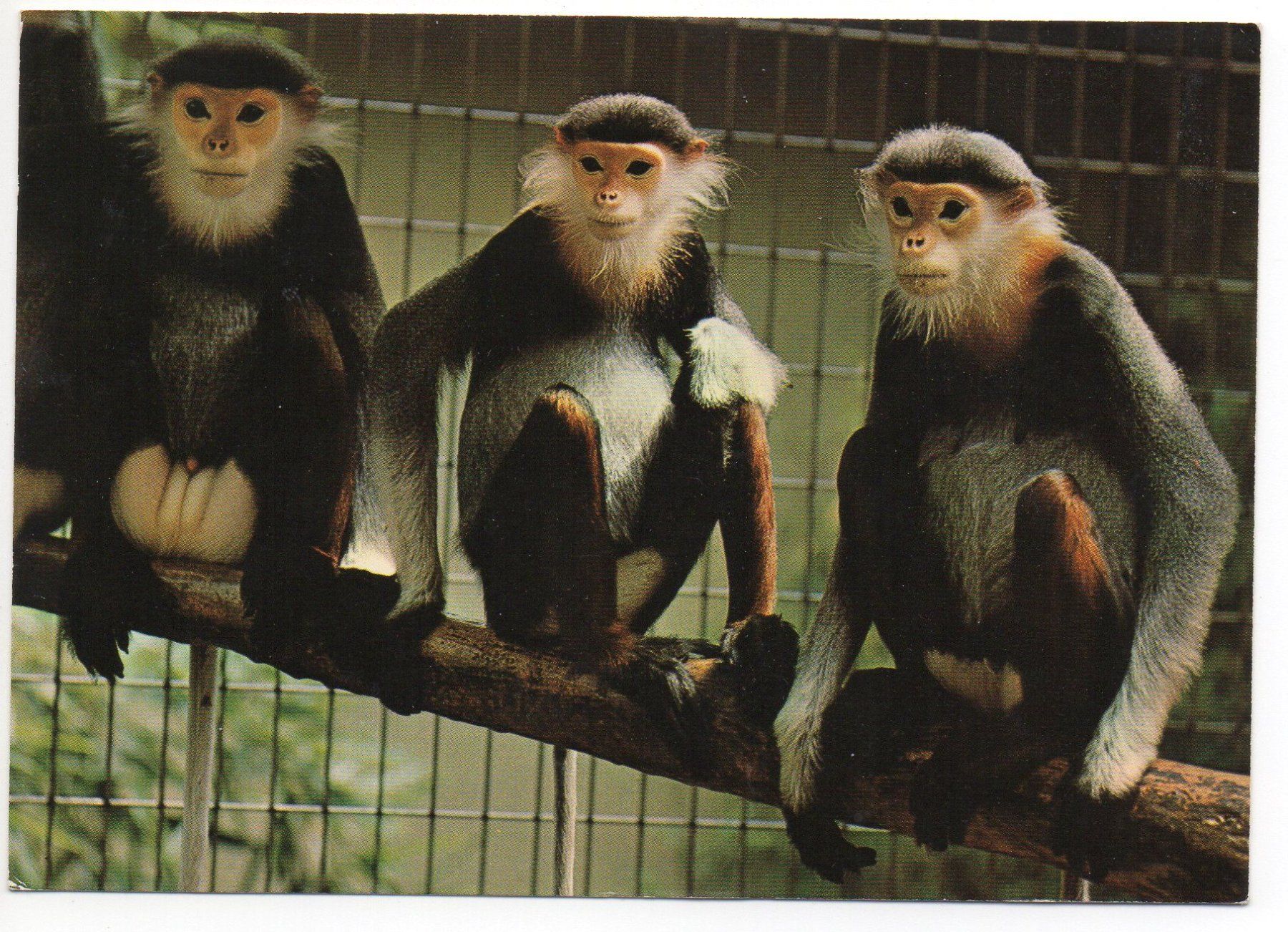 Cartoline postali: BASEL Zoologischer Garten - Kleideraffe – Usato da Jona venduto da philajona