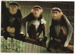 BASEL Zoologischer Garten - Kleideraffe