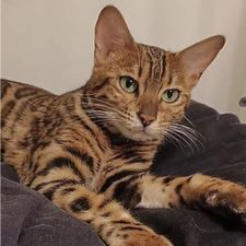 Profile image of laperi87