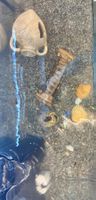 Aquarium 60L + accessoires + 12 poissons Guppy en bonne sant
