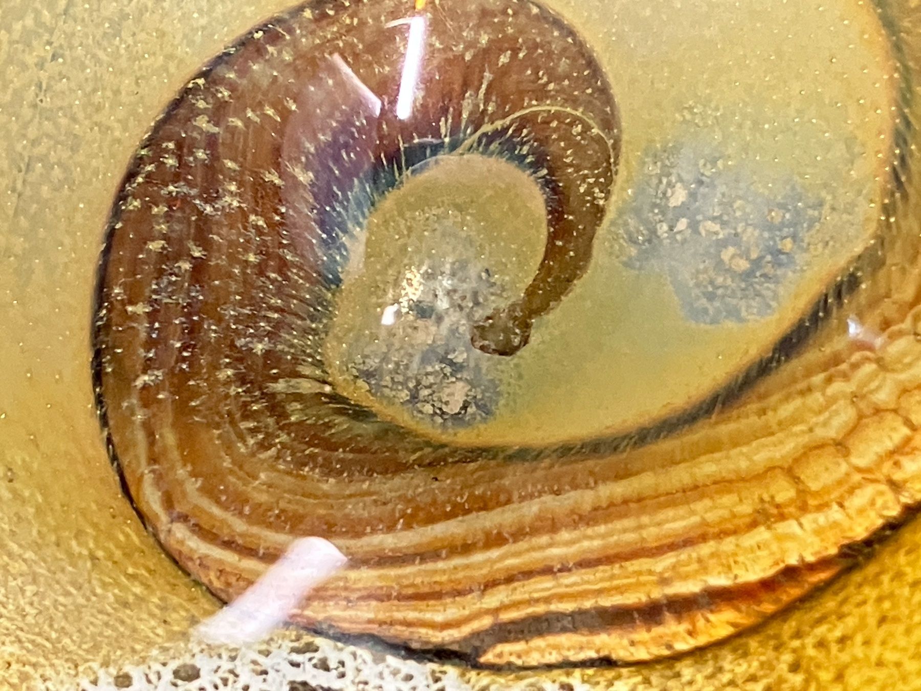Murano Schalen: Murano Glasschale – Gebraucht aus Horw von luzernicus 7