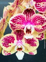Phalaenopsis Optistar Spears - Orchidee mit modernen Blüten