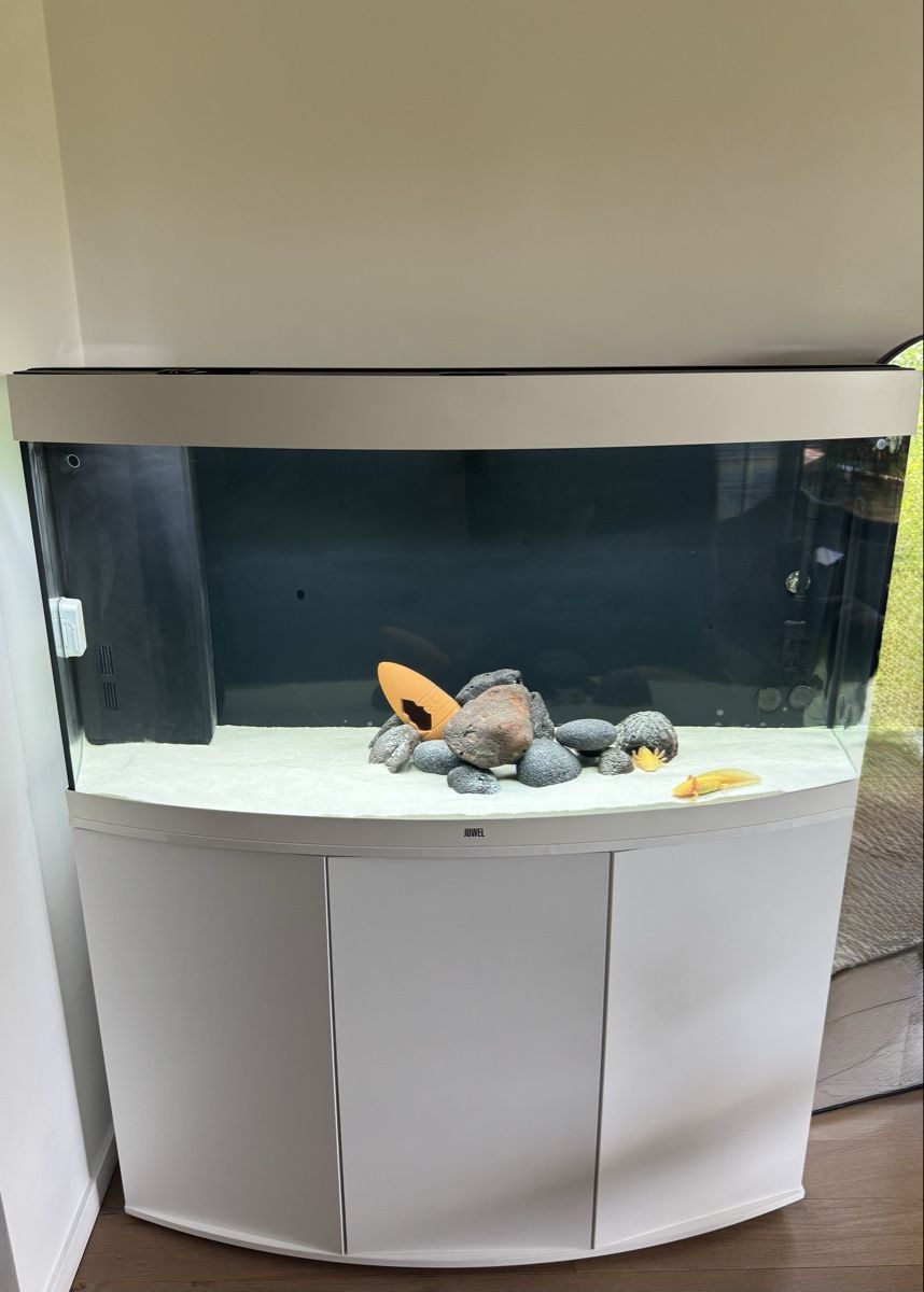 Aquarium: Juwel Vision 360l + 2 Axolotl – D'occasion à Anières par jps_kf85