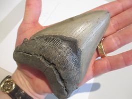 StarRecordsGmbH: Megalodon-Zahn / 12,0 cm / mit Zertifikat
