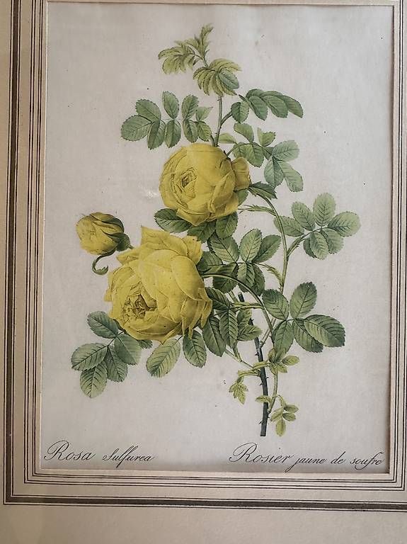 Foto & Immagini: Vintage Botanik-Bild Rosa Sulfurea mit Rahmen – Usato da Baden venduto da Gatafunkk 1