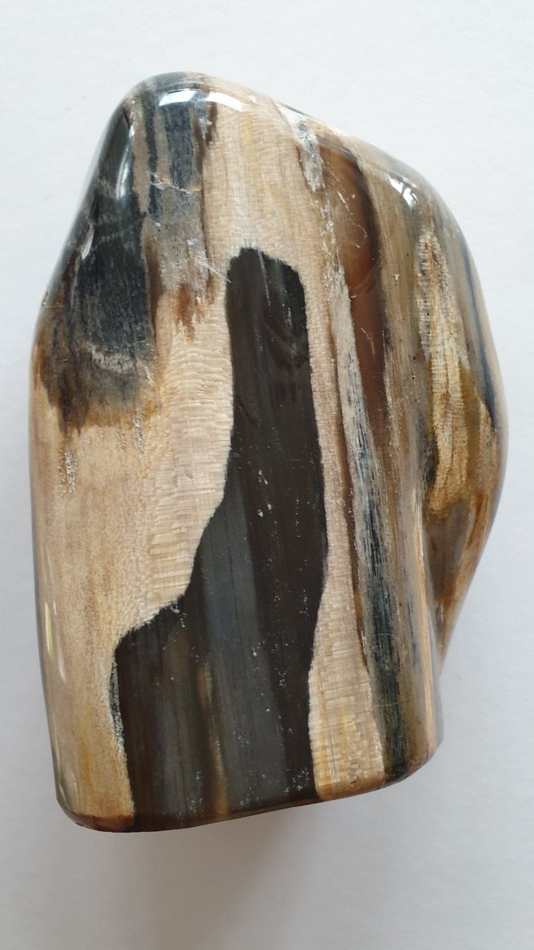 Fossili: Versteinertes Holz – Usato da Goldach venduto da armando_r