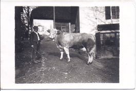 MORRENS, paysan et son taureau