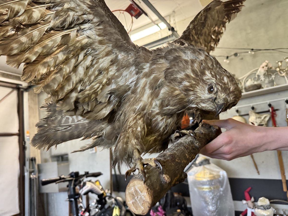 Il mondo degli animali: Mäusebussard tierpräparat greifvogel – Usato da Gipf-Oberfrick venduto da Iberico 1
